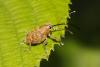 Curculio sp.